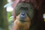 Orangutan with Large Face Plate [sumatra_0364]
