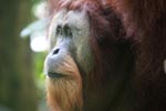 Orangutan with Large Face Plate [sumatra_0367]
