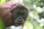 Orangutan with Large Face Plate [sumatra_0376]