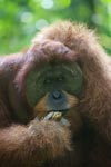 Orangutan eating bananas [sumatra_0399]