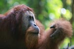 Large Male Orangutan looking at his hand