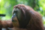 Large Orangutan with Open Mouth [sumatra_0420]
