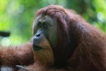 Large Orangutan with Open Mouth [sumatra_0421]