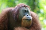 Orangutan with his lipps pursed