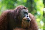 Large Male Orangutan looking up [sumatra_0425]