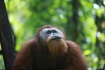 Large Male Orangutan looking up [sumatra_0426]