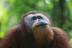 Orangutan smiling [sumatra_0427]