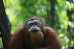 Orangutan smiling