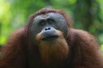 Orangutan with long beard [sumatra_0429]