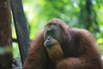 Orangutan dengan jenggot panjang