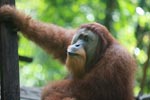 Large Male Orangutan looking up [sumatra_0432]