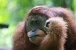 Lounging Orangutan