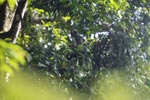 Thomas leaf monkeys [sumatra_0437]