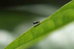 Blue-eyed fly [sumatra_0446]