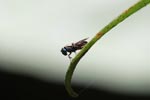 Blue-eyed fly [sumatra_0449]