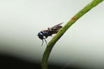 Blue-eyed fly [sumatra_0452]