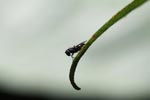 Blue-eyed fly [sumatra_0454]