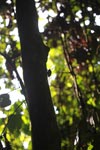 Large forest cicada