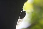 Sumatran jungle cicada