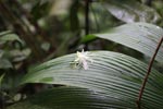 White flower blosson in the Sumatran rainforest