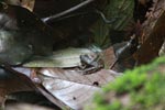 Tree frog on the forest floor
