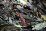 Giant red centipede