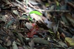 Giant red centipede [sumatra_0470]