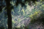Deforestation near Gunung Leuser national park