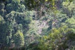 Deforestation near Gunung Leuser national park [sumatra_0472]