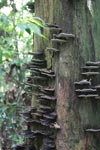Fungi on a rainforest tree [sumatra_0474]