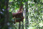 Orangutan in Tree [sumatra_0482]