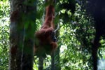 Orangutan in Tree [sumatra_0485]