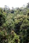 Sumatran rainforest canopy