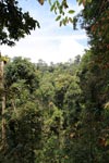 Sumatran rainforest