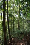 Sumatran rainforest [sumatra_0494]