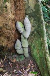 Ant nest at the best of a rainforest tree