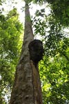 Termite nest on a rainforest tree