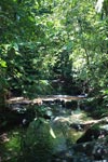 Rainforest creek in Gunung Leuser national park