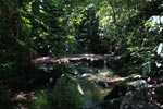 Rainforest stream in Gunung Leuser national park