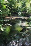 Rainforest stream in Gunung Leuser national park [sumatra_0503]