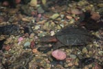 Orange and brown frehwater turtle [sumatra_0505]