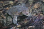 Sumatran freshwater turtle [sumatra_0509]