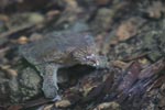 Sumatran freshwater turtle [sumatra_0511]