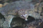 Sumatran freshwater turtle [sumatra_0512]