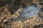 Wild freshwater turtle in Sumatra [sumatra_0517]