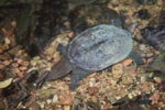 Wild freshwater turtle in Sumatra [sumatra_0518]