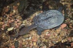 Wild freshwater turtle in Sumatra [sumatra_0519]