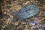 Wild freshwater turtle in Sumatra [sumatra_0522]