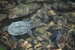 Wild freshwater turtle in Sumatra [sumatra_0526]