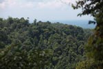 Rainforest outside of Gunung Leuser national park